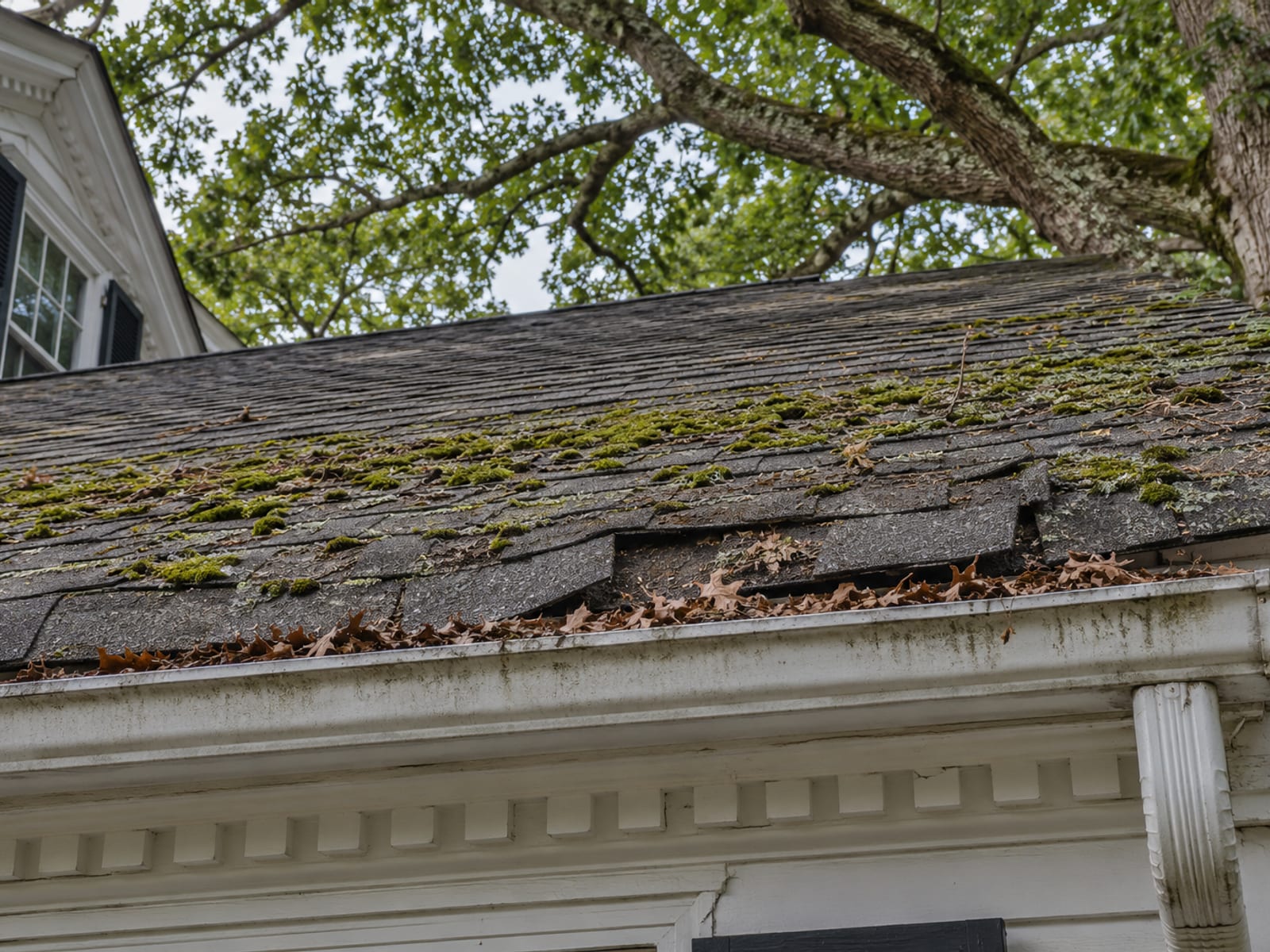 Looking up at an aged shingle roof edge with moss patches, leaf debris and large oak limbs hanging over the roof