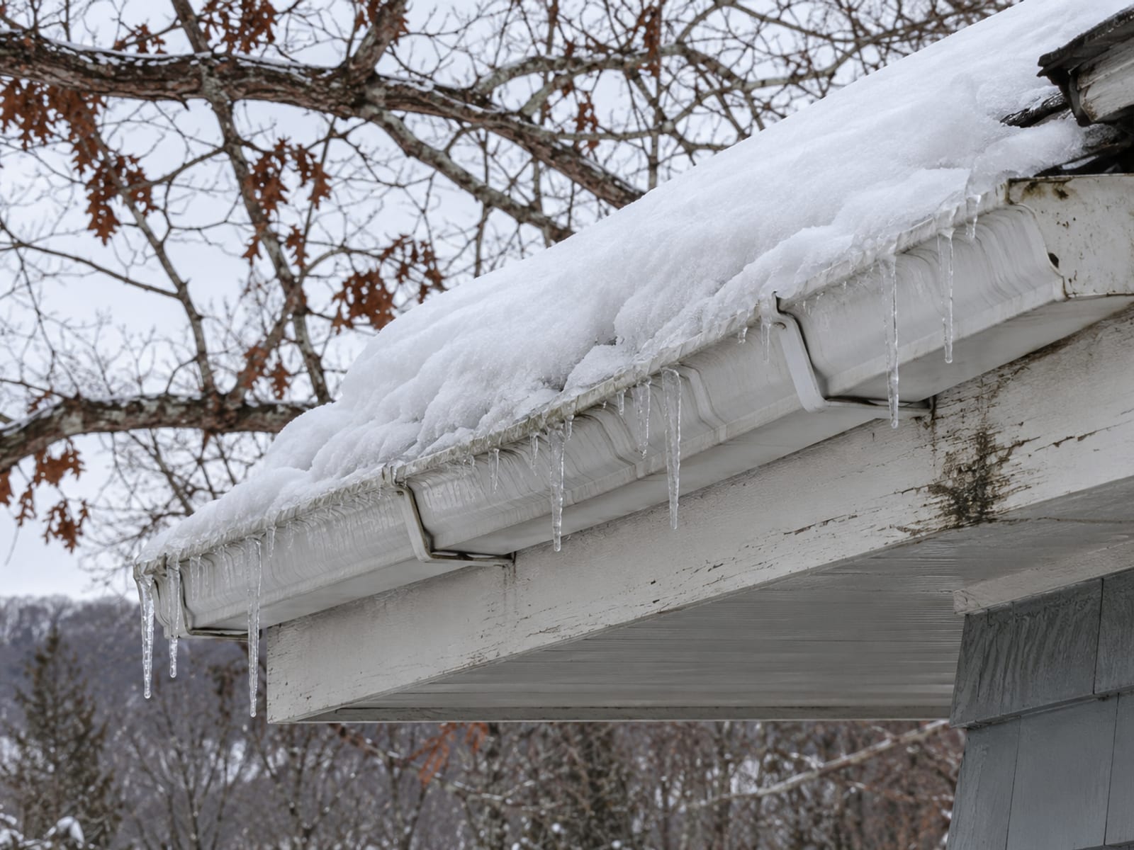 Older gutter on weathered wood fascia holding snow and hanging icicles, with bare oak branches overhanging the roof edge