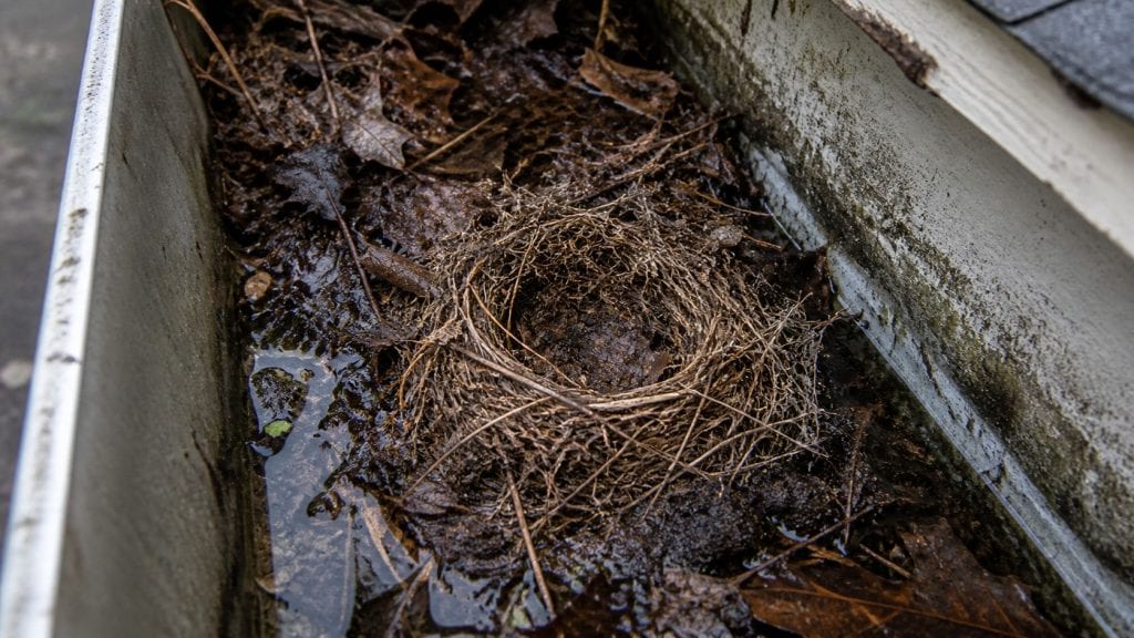 A bird nest built inside a clogged residential gutter packed with leaves and twigs, sitting in standing water with the nest materials woven into the debris mat