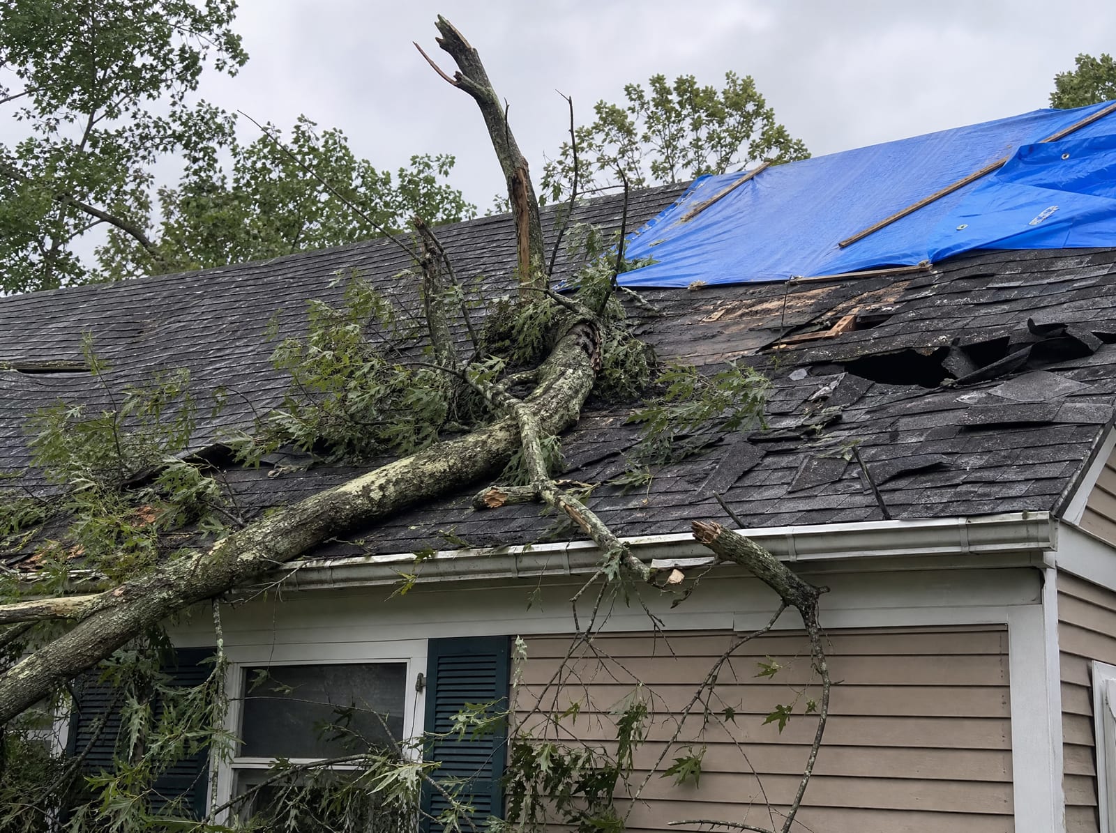 Storm-damaged roof on a wooded Cheshire home with a fallen tree limb, wind-torn shingles, and a secured blue emergency tarp